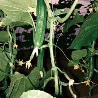 خیار گلخونه ای تازه وتر و تمیر