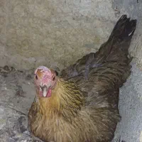 مرغ کرچ لری