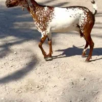 ثلاله قشنگ|حیوانات مزرعه|یزد, |دیوار