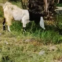 بزباچهارعددکهرچاق