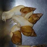 واگذاری رایگان حلزون آلوبینو