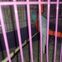 مرغ عشق|پرنده|زاهدان, |دیوار