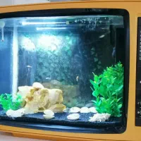TV آکواریوم