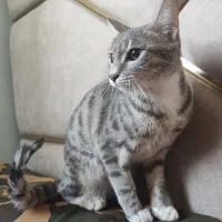 گربه خاص|گربه|اردبیل, |دیوار