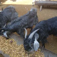 کهری نر برای فروش|حیوانات مزرعه|فسارود, |دیوار