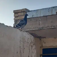 کبوتر پلاکی