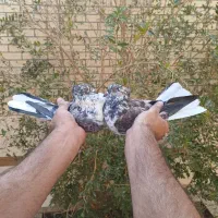 کفتر ناب|پرنده|آران و بیدگل, |دیوار