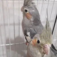 عروس هلندی ناز و باحال جفت