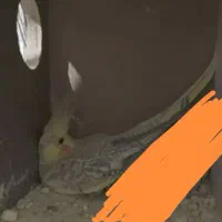 عروس هلندی|پرنده|تربت‌حیدریه, قائم|دیوار