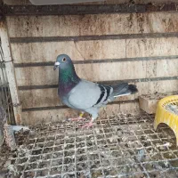 کبوتر دشتستان|پرنده|شبانکاره, |دیوار