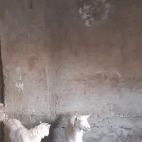 بزوبزغاله سانن|حیوانات مزرعه|قزوین, |دیوار