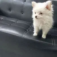 توله 3ماهه پامرخرسی|سگ|قرچک, مهدیه|دیوار