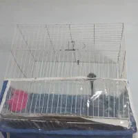 قناری قفس|پرنده|مشهد, ایثارگران|دیوار