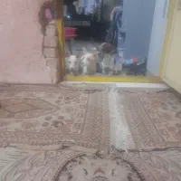 سگ پاکوتاه گوش تیز