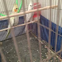 عروس|پرنده|بهارستان, |دیوار