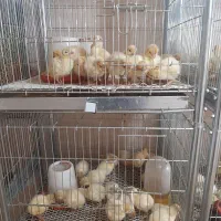 جوجه بوقلمون یکروزه بیوتی 6