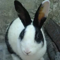 دوعدد خرگوش باهوش پشمالو تپلو|موش و خرگوش|ایذه, |دیوار