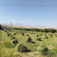 یونجه ی خالص (پشدورا)
