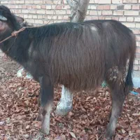 گوساله گاومیش