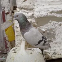 کبوتر|پرنده|شیراز, کوشک میدان|دیوار