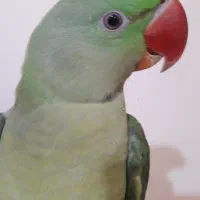 جوجه شاه طوطی سخنگو استثناعی معاوصه