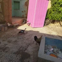 مرغ و خروس