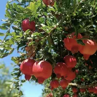 فروش نهال های قندار|گل و گیاه طبیعی|مریوان, |دیوار