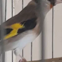 سهره کرمانشاهی