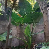 گل بابا ادم کاملا سالم  ..قد دو متر