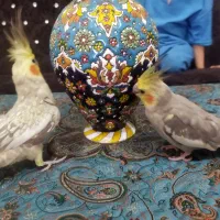 عروس هلندی