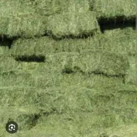 خرید فروش یونجه