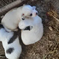توله سگ پشمالو