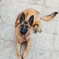 توله ۷ ماهه ژرمن ایکس