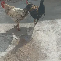 ۲ عدد خروس