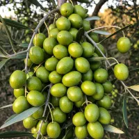 خرید نهال زیتون با ارسال سریع پرداخت پس از تحویل