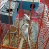 مرغ عشق|پرنده|انزل, |دیوار