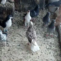 کفتر صید|پرنده|مشهد, شهید قربانی|دیوار