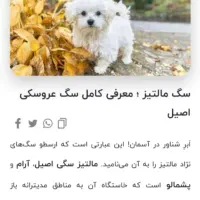 توله میکس اشپیتز مالتیز عروسکی زیر قیمت ایران|سگ|ارومیه, |دیوار
