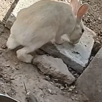 خرگوش