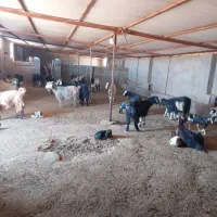 فروش ۳۰راس بز کهره دار