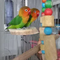 طوطی برزیلی