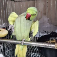 طوطی ملنگو|پرنده|سوسنگرد, |دیوار