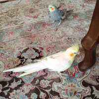 یک جفت عروس هلندی|پرنده|قم, سالاریه|دیوار