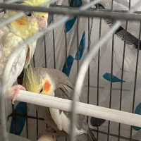 طوطی|پرنده|فومن, |دیوار