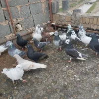 کبوتر پرشی