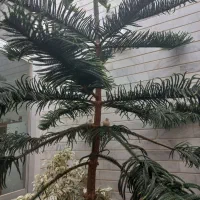 کاج مطبق مخصوص غذاخوری و سالن