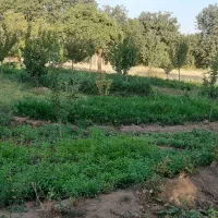 باغچه-کوچک-پشت-میدان-دام-خرمدره