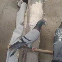 10عدد پلاکی درجه یک