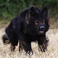 مربی سگ و پانسیون خانگی|خدمات آموزشی|رشت, گلسار|دیوار