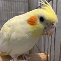 عروس هلندی جفت|پرنده|مرودشت, فاز دوم شهرک فرهنگیان|دیوار